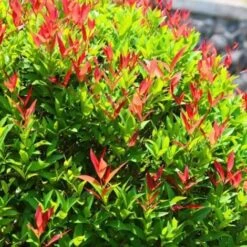 Photinia (Photinia Fraseri 'Red Robin') - Godet - Taille 20/40cm -Bostikhost Magasin 2753107 3