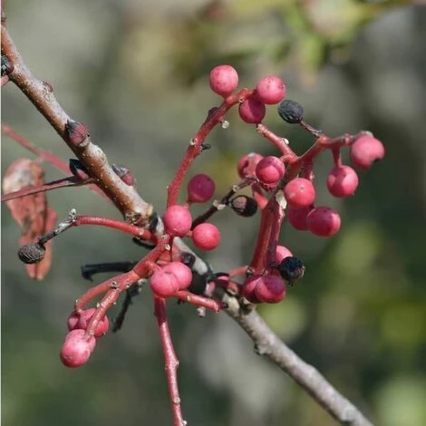 Pistachier Térébinthe (Pistacia Terebinthus) - Godet - Taille 15/30cm 1 Pistachier Térébinthe (Pistacia Terebinthus) - Godet - Taille 15/30cm