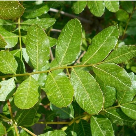 Pistachier Térébinthe (Pistacia Terebinthus) - Godet - Taille 15/30cm 2 Pistachier Térébinthe (Pistacia Terebinthus) - Godet - Taille 15/30cm – Image 2