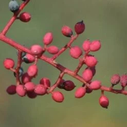 Pistachier Térébinthe (Pistacia Terebinthus) - Godet - Taille 15/30cm 6 Pistachier Térébinthe (Pistacia Terebinthus) - Godet - Taille 15/30cm -Bostikhost Magasin 2753108 3