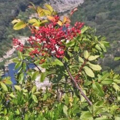 Pistachier Térébinthe (Pistacia Terebinthus) - Godet - Taille 15/30cm 7 Pistachier Térébinthe (Pistacia Terebinthus) - Godet - Taille 15/30cm -Bostikhost Magasin 2753108 4