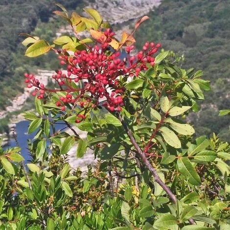 Pistachier Térébinthe (Pistacia Terebinthus) - Godet - Taille 15/30cm 4 Pistachier Térébinthe (Pistacia Terebinthus) - Godet - Taille 15/30cm – Image 4