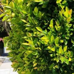 Laurier Du Portugal (Prunus Lusitanica) - Godet - Taille 20/40cm