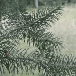 Douglas Vert (Pseudotsuga Menziesii) - Godet - Taille 20/40cm