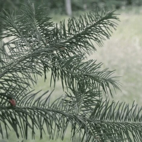 Douglas Vert (Pseudotsuga Menziesii) - Godet - Taille 20/40cm 1 Douglas Vert (Pseudotsuga Menziesii) - Godet - Taille 20/40cm