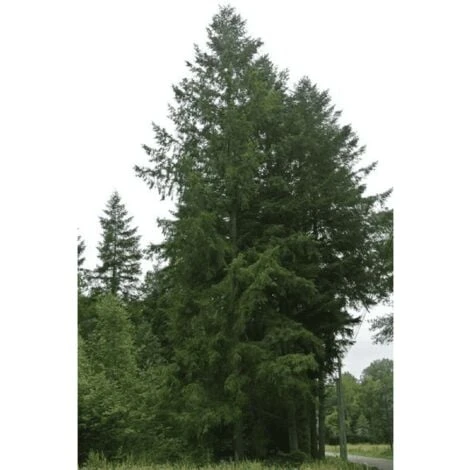 Douglas Vert (Pseudotsuga Menziesii) - Godet - Taille 20/40cm 2 Douglas Vert (Pseudotsuga Menziesii) - Godet - Taille 20/40cm – Image 2