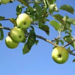 Pommier Sauvage (Malus Sylvestris) - Godet - Taille 20/40cm -Bostikhost Magasin 2753115 3