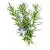 Romarin Officinal (Rosmarinus Officinalis) - Godet - Taille 13/25cm