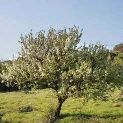Poirier à Feuilles D'Amandier (Pyrus Amygdaliformis) - Godet - Taille 13/25cm -Bostikhost Magasin 2753124 3