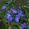 Romarin Commun De Corse (Rosmarinus Officinalis 'Corsican Blue') - Godet - Taille 13/25cm