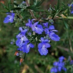 Romarin Commun De Corse (Rosmarinus Officinalis 'Corsican Blue') - Godet - Taille 13/25cm