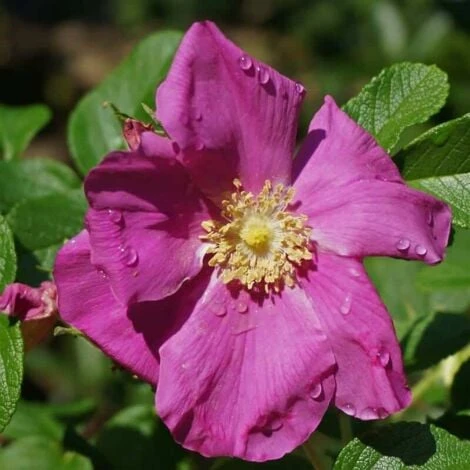 Rosier Rugueux (Rosa Rugosa) - Godet - Taille 20/40cm 1 Rosier Rugueux (Rosa Rugosa) - Godet - Taille 20/40cm