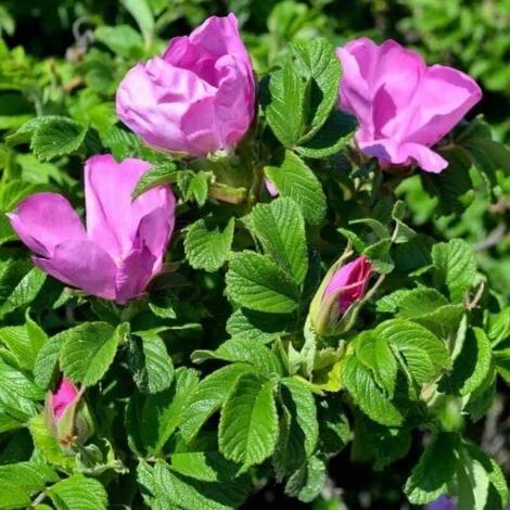 Rosier Rugueux (Rosa Rugosa) - Godet - Taille 20/40cm 2 Rosier Rugueux (Rosa Rugosa) - Godet - Taille 20/40cm – Image 2