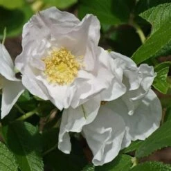 Rosier Rugueux (Rosa Rugosa) - Godet - Taille 20/40cm 5 Rosier Rugueux (Rosa Rugosa) - Godet - Taille 20/40cm -Bostikhost Magasin 2753137 3