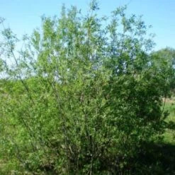 Saule Des Vanniers (Salix Viminalis) - Godet - Taille 20/40cm