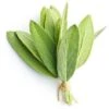 Sauge Officinale (Salvia Officinalis) - Godet - Taille 13/25cm