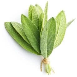 Sauge Officinale (Salvia Officinalis) - Godet - Taille 13/25cm