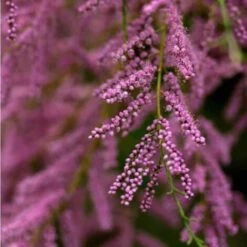 Tamaris De Printemps (Tamarix Tetrandra Africana) - Godet - Taille 20/40cm