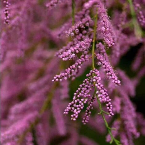 Tamaris De Printemps (Tamarix Tetrandra Africana) - Godet - Taille 20/40cm 1 Tamaris De Printemps (Tamarix Tetrandra Africana) - Godet - Taille 20/40cm