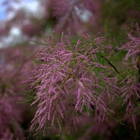 Tamaris De Printemps (Tamarix Tetrandra Africana) - Godet - Taille 20/40cm 2 Tamaris De Printemps (Tamarix Tetrandra Africana) - Godet - Taille 20/40cm â Image 2