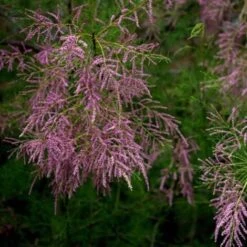 Tamaris De Printemps (Tamarix Tetrandra Africana) - Godet - Taille 20/40cm 5 Tamaris De Printemps (Tamarix Tetrandra Africana) - Godet - Taille 20/40cm -Bostikhost Magasin 2753152 3