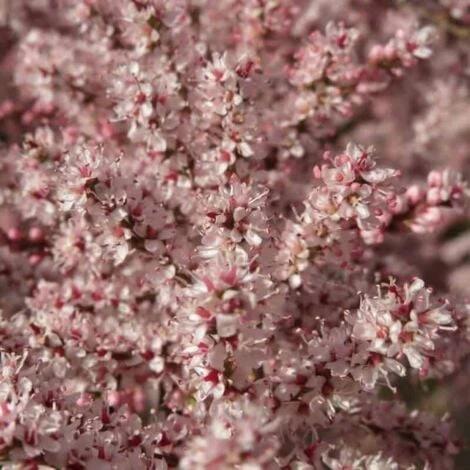 Tamaris D'Eté (Tamarix Pentandra Ramosissima) - Godet - Taille 20/40cm 2 Tamaris D'Eté (Tamarix Pentandra Ramosissima) - Godet - Taille 20/40cm – Image 2