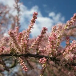 Tamaris D'Eté (Tamarix Pentandra Ramosissima) - Godet - Taille 20/40cm 5 Tamaris D'Eté (Tamarix Pentandra Ramosissima) - Godet - Taille 20/40cm -Bostikhost Magasin 2753154 3