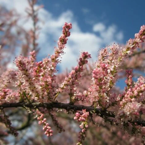 Tamaris D'Eté (Tamarix Pentandra Ramosissima) - Godet - Taille 20/40cm 3 Tamaris D'Eté (Tamarix Pentandra Ramosissima) - Godet - Taille 20/40cm – Image 3