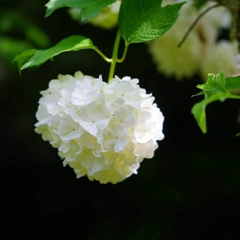 Boule De Neige (Viburnum Opulus Roseum) - Godet - Taille 15/30cm 1 Boule De Neige (Viburnum Opulus Roseum) - Godet - Taille 15/30cm