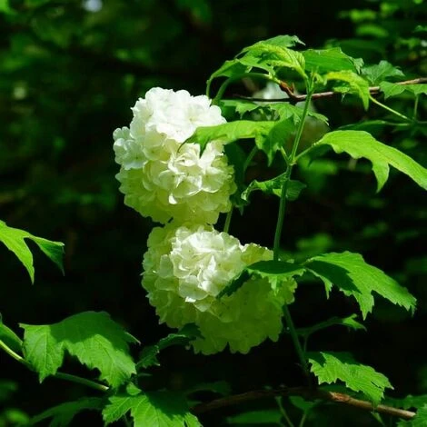 Boule De Neige (Viburnum Opulus Roseum) - Godet - Taille 15/30cm 2 Boule De Neige (Viburnum Opulus Roseum) - Godet - Taille 15/30cm – Image 2