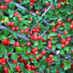 Cotoneaster Rampant (Cotoneaster Horizontalis) - Godet - Taille 13/25cm
