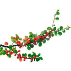Cotoneaster Rampant (Cotoneaster Horizontalis) - Godet - Taille 13/25cm -Bostikhost Magasin 2753178 3