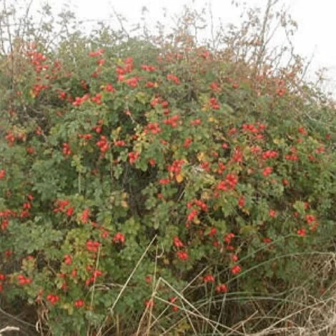 Rosier Rouillé (Rosa Rubiginosa) - Godet - Taille 20/40cm 2 Rosier Rouillé (Rosa Rubiginosa) - Godet - Taille 20/40cm – Image 2