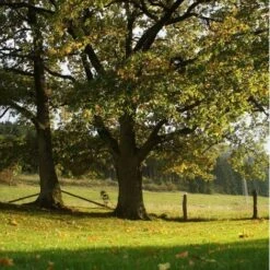 ChĂȘne Vert (Quercus Ilex) - Godet - Taille 20/40cm
