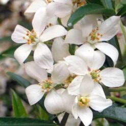 Oranger Du Mexique - Godet - Taille 13/25cm