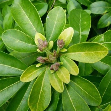 Oranger Du Mexique - Godet - Taille 13/25cm 2 Oranger Du Mexique - Godet - Taille 13/25cm – Image 2