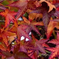 Copalme Ou Liquidambar (Liquidambar Styraciflua) - Godet - Taille 20/40cm