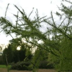Mélèze Hybride (Larix Eurolepis) - Godet - Taille 20/40cm