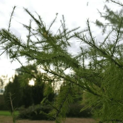Mélèze Hybride (Larix Eurolepis) - Godet - Taille 20/40cm 1 Mélèze Hybride (Larix Eurolepis) - Godet - Taille 20/40cm