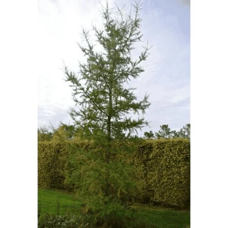 Mélèze Hybride (Larix Eurolepis) - Godet - Taille 20/40cm 2 Mélèze Hybride (Larix Eurolepis) - Godet - Taille 20/40cm – Image 2