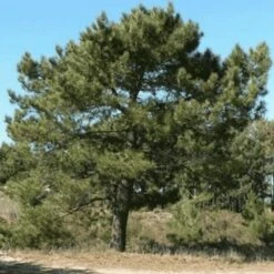 Pin Maritime (Pinus Pinaster) - Godet - Taille 20/40cm