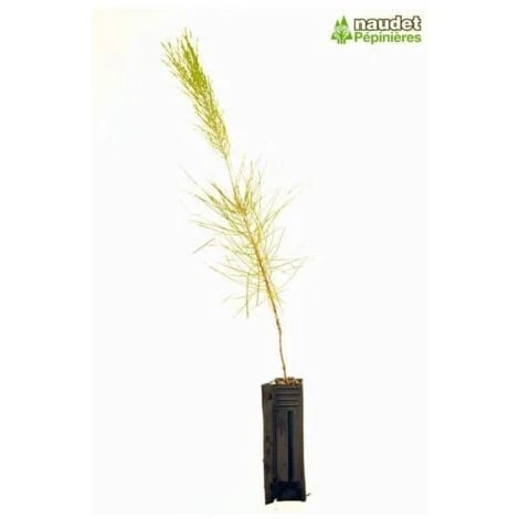 Pin Maritime (Pinus Pinaster) - Godet - Taille 20/40cm 2 Pin Maritime (Pinus Pinaster) - Godet - Taille 20/40cm – Image 2