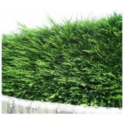 Cyprès De Leyland (Cupressocyparis Leylandii) - Godet - Taille 20/40cm