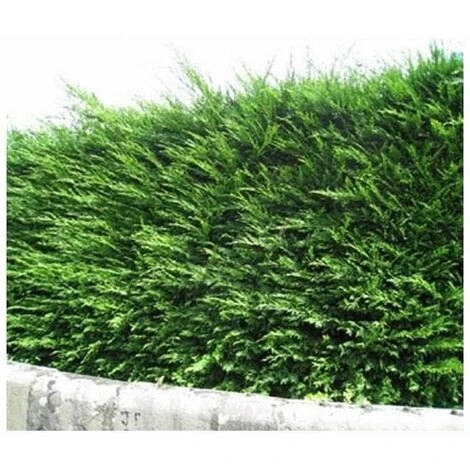 Cyprès De Leyland (Cupressocyparis Leylandii) - Godet - Taille 20/40cm 1 Cyprès De Leyland (Cupressocyparis Leylandii) - Godet - Taille 20/40cm