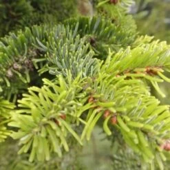 Sapin De Nordmann (Abies Nordmanniana) - Godet - Taille 13/25cm