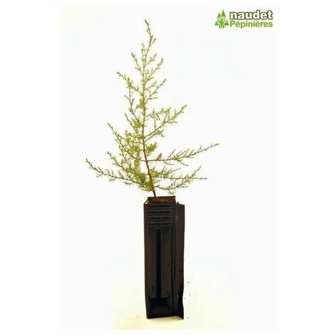 Cyprès De L'Arizona (Cupressus Arizonica) - Godet - Taille 20/40cm 3 Cyprès De L'Arizona (Cupressus Arizonica) - Godet - Taille 20/40cm – Image 3