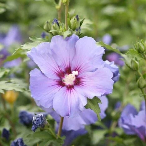 Althéa Commun (Hibiscus Syriacus) - Godet - Taille 20/40cm 1 Althéa Commun (Hibiscus Syriacus) - Godet - Taille 20/40cm