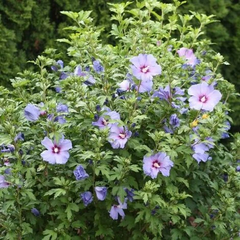 Althéa Commun (Hibiscus Syriacus) - Godet - Taille 20/40cm 2 Althéa Commun (Hibiscus Syriacus) - Godet - Taille 20/40cm – Image 2