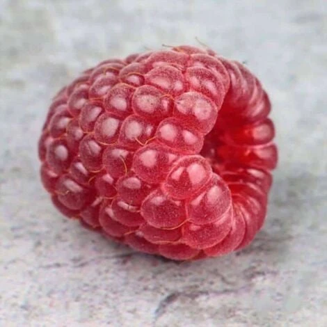 Framboisier 'Tulameen' - Conteneur 1,5L 1 Framboisier 'Tulameen' - Conteneur 1,5L