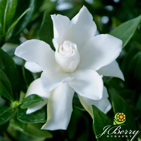 Gardenia X Celestial Star® 'PS 1 Gardenia X Celestial Star® 'PS